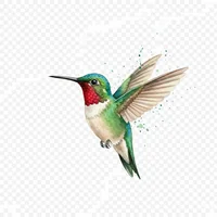 Ruby-Throated Hummingbird Watercolor Clip Art