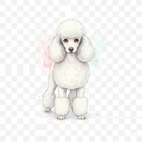 Elegant Poodle Clip Art