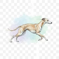 Graceful Whippet Running Clip Art